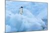 Penguin on Iceberg-Nosnibor137-Mounted Photographic Print