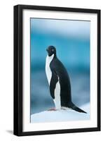 Penguin on Snow-moodboard-Framed Photographic Print