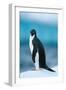 Penguin on Snow-moodboard-Framed Photographic Print