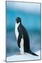 Penguin on Snow-moodboard-Mounted Photographic Print