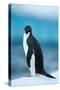 Penguin on Snow-moodboard-Stretched Canvas
