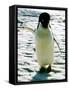 Penguin on the Ice Floe-null-Framed Stretched Canvas