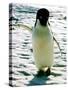 Penguin on the Ice Floe-null-Stretched Canvas