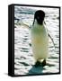 Penguin on the Ice Floe-null-Framed Stretched Canvas