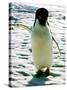 Penguin on the Ice Floe-null-Stretched Canvas