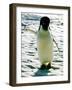 Penguin on the Ice Floe-null-Framed Photo