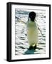 Penguin on the Ice Floe-null-Framed Photo