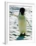 Penguin on the Ice Floe-null-Framed Photo