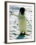 Penguin on the Ice Floe-null-Framed Photo