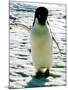 Penguin on the Ice Floe-null-Mounted Photo