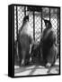 Penguin Pals-null-Framed Stretched Canvas