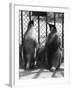 Penguin Pals-null-Framed Photographic Print