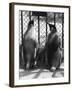 Penguin Pals-null-Framed Photographic Print