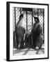 Penguin Pals-null-Framed Photographic Print
