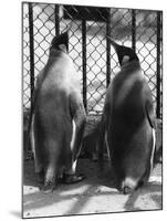 Penguin Pals-null-Mounted Photographic Print