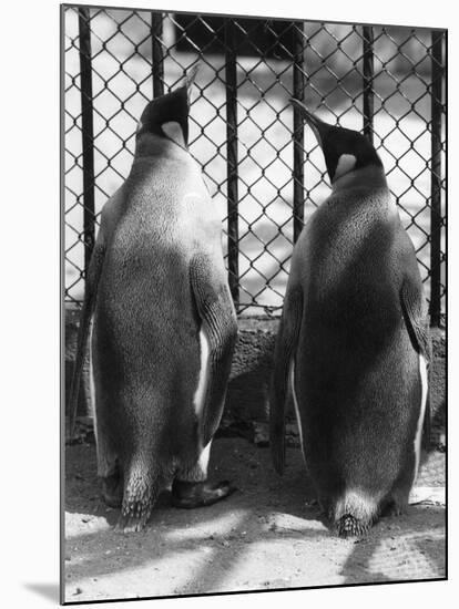 Penguin Pals-null-Mounted Photographic Print