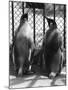 Penguin Pals-null-Mounted Photographic Print