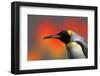 Penguin with a Modified Background-Nik Frey-Framed Photographic Print
