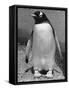 Penguin-null-Framed Stretched Canvas