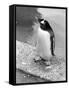 Penguin-null-Framed Stretched Canvas
