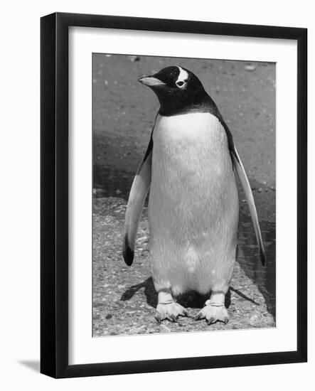 Penguin-null-Framed Photographic Print