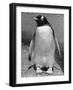 Penguin-null-Framed Photographic Print