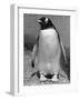 Penguin-null-Framed Photographic Print