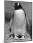 Penguin-null-Mounted Photographic Print