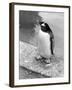 Penguin-null-Framed Photographic Print