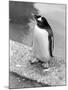 Penguin-null-Mounted Photographic Print