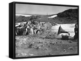 Penguins and Gramophone-null-Framed Stretched Canvas