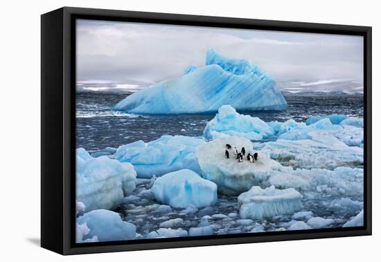 Penguins and Ice-Howard Ruby-Framed Stretched Canvas