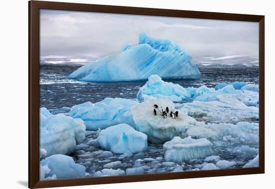 Penguins and Ice-Howard Ruby-Framed Photographic Print