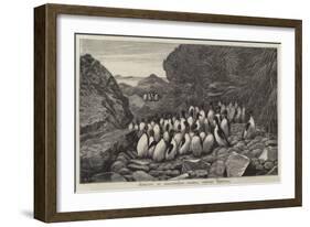 Penguins at Inaccessible Island, Tristan D'Acunha-Samuel Edmund Waller-Framed Giclee Print