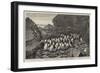 Penguins at Inaccessible Island, Tristan D'Acunha-Samuel Edmund Waller-Framed Giclee Print