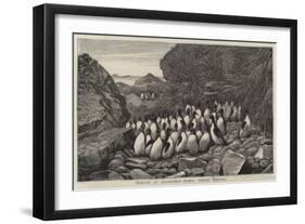 Penguins at Inaccessible Island, Tristan D'Acunha-Samuel Edmund Waller-Framed Giclee Print