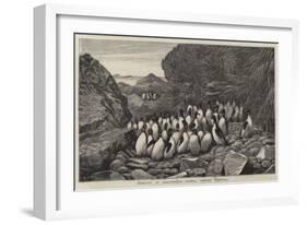 Penguins at Inaccessible Island, Tristan D'Acunha-Samuel Edmund Waller-Framed Giclee Print