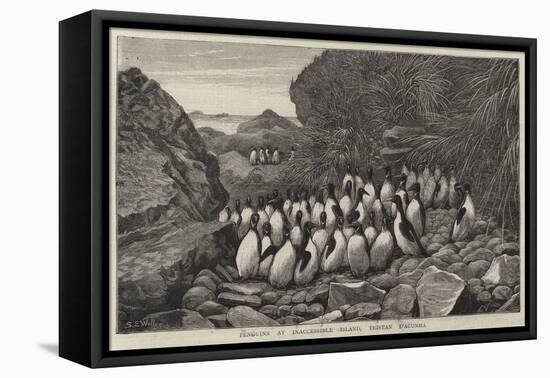 Penguins at Inaccessible Island, Tristan D'Acunha-Samuel Edmund Waller-Framed Stretched Canvas