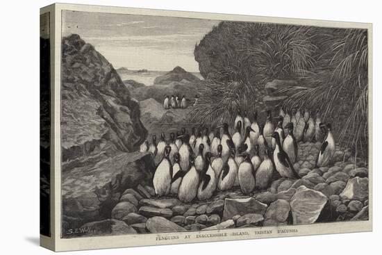 Penguins at Inaccessible Island, Tristan D'Acunha-Samuel Edmund Waller-Stretched Canvas