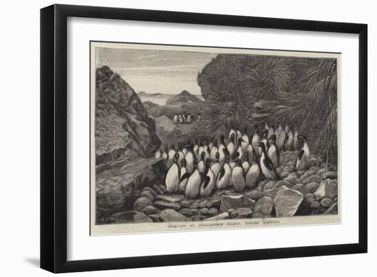 Penguins at Inaccessible Island, Tristan D'Acunha-Samuel Edmund Waller-Framed Premium Giclee Print