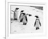 Penguins at London Zoo 1970-Arthur Sidey-Framed Photographic Print