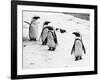 Penguins at London Zoo 1970-Arthur Sidey-Framed Photographic Print