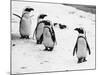 Penguins at London Zoo 1970-Arthur Sidey-Mounted Photographic Print