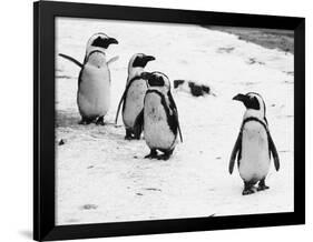 Penguins at London Zoo 1970-Arthur Sidey-Framed Photographic Print