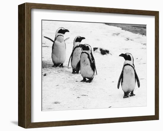 Penguins at London Zoo 1970-Arthur Sidey-Framed Photographic Print