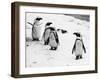 Penguins at London Zoo 1970-Arthur Sidey-Framed Photographic Print