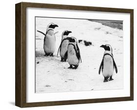 Penguins at London Zoo 1970-Arthur Sidey-Framed Photographic Print