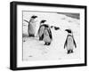 Penguins at London Zoo 1970-Arthur Sidey-Framed Photographic Print