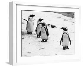 Penguins at London Zoo 1970-Arthur Sidey-Framed Photographic Print