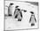 Penguins at London Zoo 1970-Arthur Sidey-Mounted Photographic Print